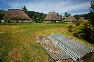 Kava root drying in Navala village, Viti Levu island, Fiji